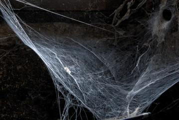 Huge real spiderweb background , dark (almost black and white) spooky ambiance