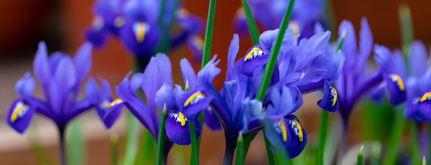 Colorful vivid fresh iris flowerscape background, selective focus, banner