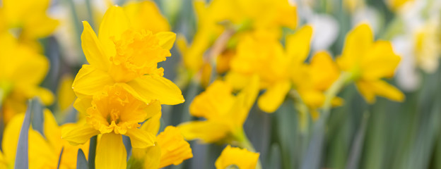 Vivid yellow blooming daffodils banner with copy space