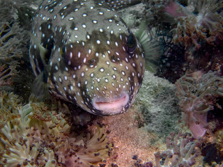 A White-spotted Puffer (Arothron hispidus)
