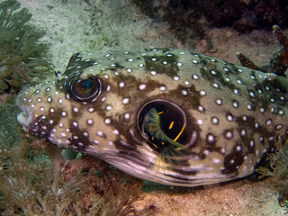 A White-spotted Puffer (Arothron hispidus)