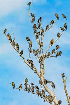 many birds on tree