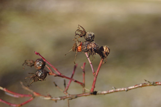 Dry Rosehip On The Last Day Of Winter