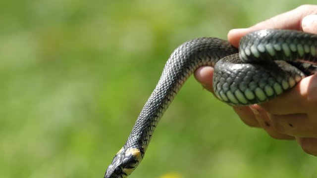 Grass snake (Natrix) in the hands of man, capture of inoffensive reptile