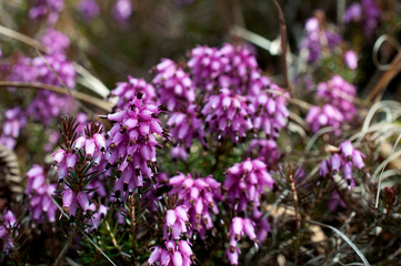 distesa di eriche in primavera