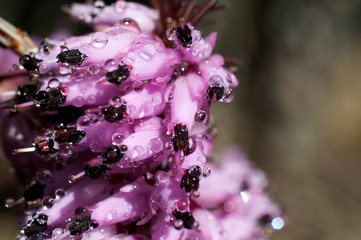 eriche con gocce d'acqua