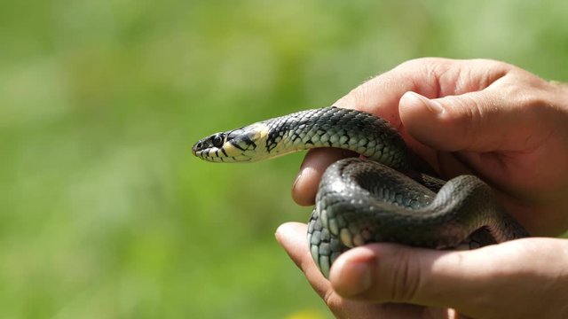 Herpetologist man hand holds captured grass snake (Natrix) for study in nature