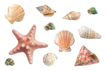 Bright different seashells and marine inhabitants. Clip art set on white background