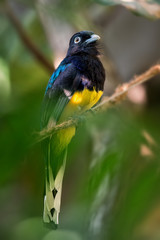 White-tailed Trogon - Trogon viridis, beautiful iconic bird from South American tropical forests, Brazil.