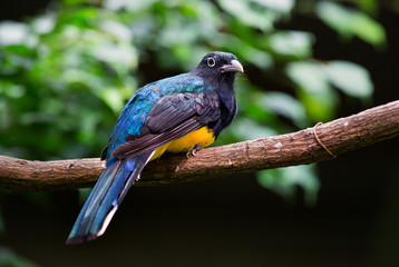 White-tailed Trogon - Trogon viridis, beautiful iconic bird from South American tropical forests, Brazil.