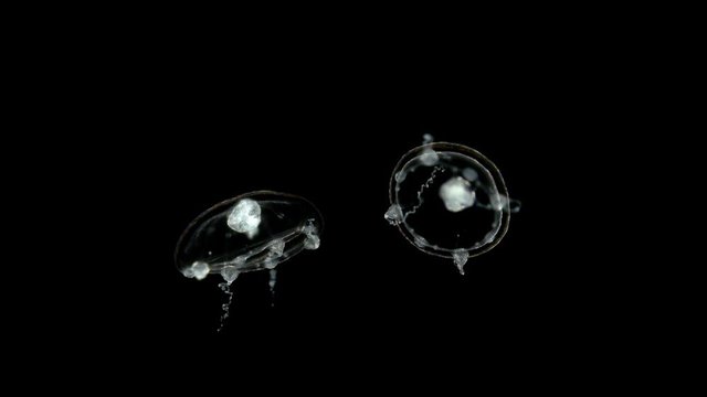 Campanulariidae jellyfish under the microscope, Leptothecata Order, all species live in the aquatic environment, in coastal areas