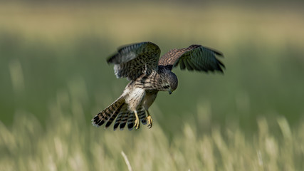 Hovering Young Kestrel