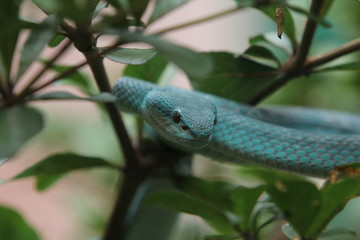 Blue Viper Trimeresurus insularis is a venomous pit viper subspecies found in Indonesia and East Timor.