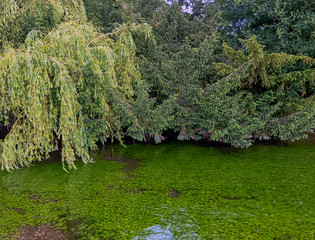 River Test in Mottisfont, Hampshire, United Kingdom