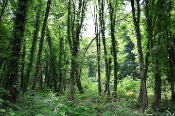 Forest Glade. Beautiful background for screensavers. Many trees. Mountain forest.