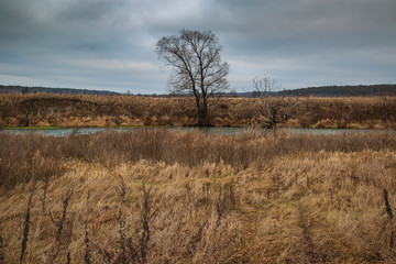 lonely tree by the river in autumn