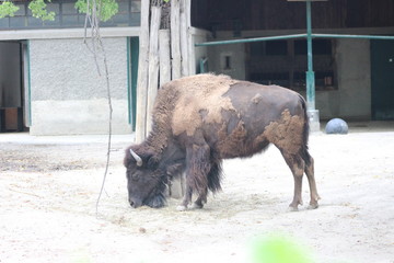 Wunderschöne Tiere aus dem Tierpark in Schönbrunn Wien