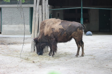 Wunderschöne Tiere aus dem Tierpark in Schönbrunn Wien