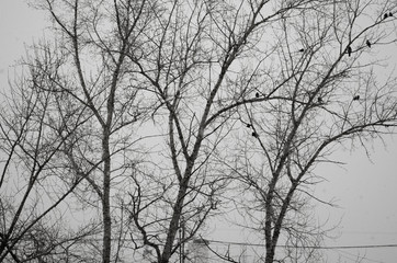 Stormy weather. Blured winter background. Dry tree black branches on the gray sky background. Birds on the branches.