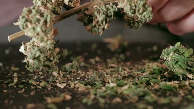 Manual processing of cannabis buds of medical marijuana with old scissors.