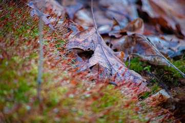 autumn leaves on moss