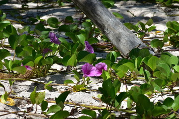 Fioletowe kwiaty © Wiktor