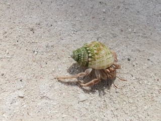 Mały krab na plaży © Wiktor