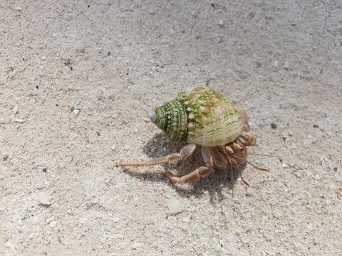 Mały krab na plaży