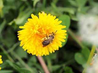 Bee on a yellow flower