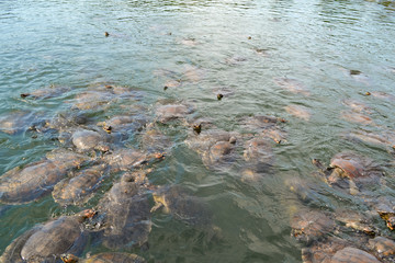 A large number of river turtles appearing out of the surface of the water in a little lake in the Amazonian forest in Brazil