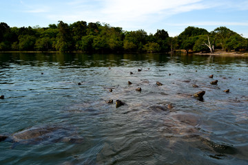 The little heads appearing out of the surface of the water of a large number of turtles in a little lake in the Amazonian forest in Brazil