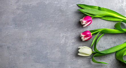 Spring floral banner. three tulips on grey background top view flat lay
