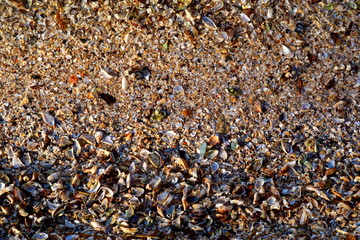 seashell in the sand