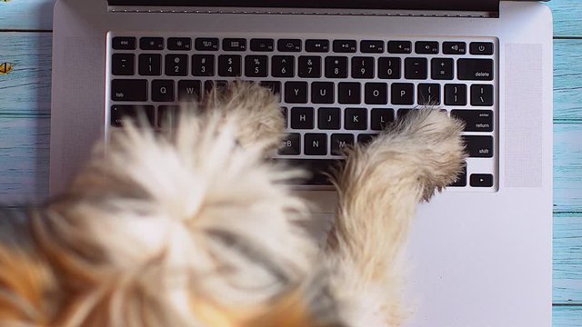 Top view dog dirty paws using touch pad on laptop and texting rapidly on keyboard new mail or message on chat or social feed , top view, isolated on wooden table, funny concept with pet