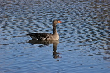 Schwimmende Graugans (Anser anser)