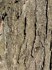 bark of a tree close up