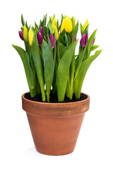 Homegrown yellow and purple tulips in flower pot isolated on white