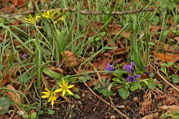 Fototapeta premium Acker-Gelbstern (Gagea villosa) und Duftveilchen (Viola odorata) im Spätwinter