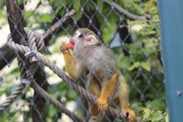 WUnderschöne Tiere im TIerpark vom Schloss schünbrunn