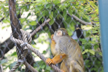WUnderschöne Tiere im TIerpark vom Schloss schünbrunn