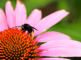 Small bee on a cone flower