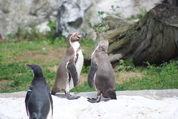 WUnderschöne Tiere im TIerpark vom Schloss schünbrunn