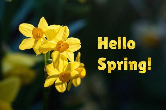 Hello spring with yellow flowers