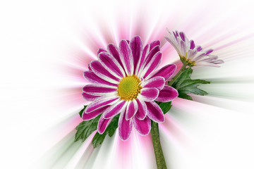 Margerites (Leucanthemum) against an abstract background
