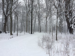 snowy winter in the forest