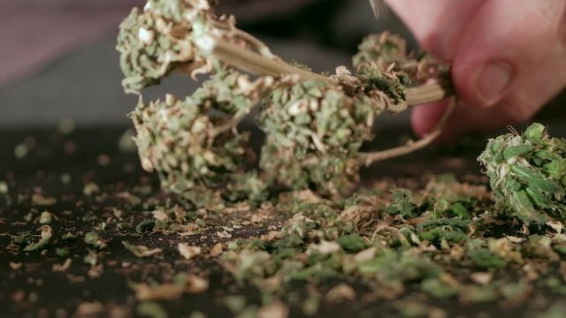 Manual processing of cannabis buds of medical marijuana with old scissors.