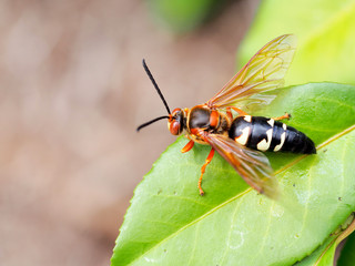 Cicada wasp on a leaf