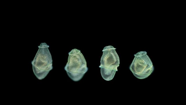 worm larva at trochophore stage with a microscope, subclass Echiura, free-floating planktonic larva, swims with cilia, microscopic sizes