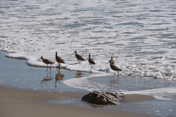 Marbled godwit sandpiper birds on the ocean beach foraging for food in the tide sand and surf water
