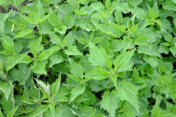 Nettle thicket as a background. Dangerous plant.